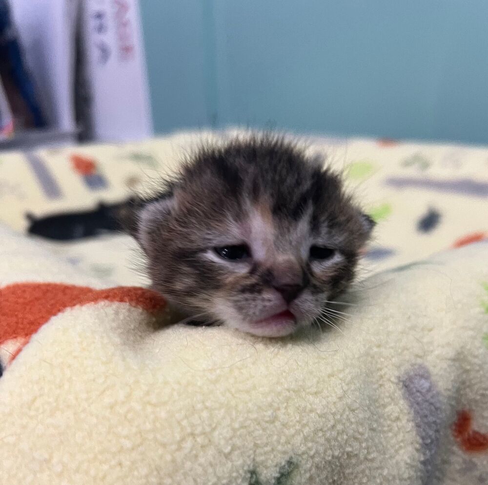 Curlz, an adoptable Domestic Short Hair in McPherson, KS, 67460 | Photo Image 2