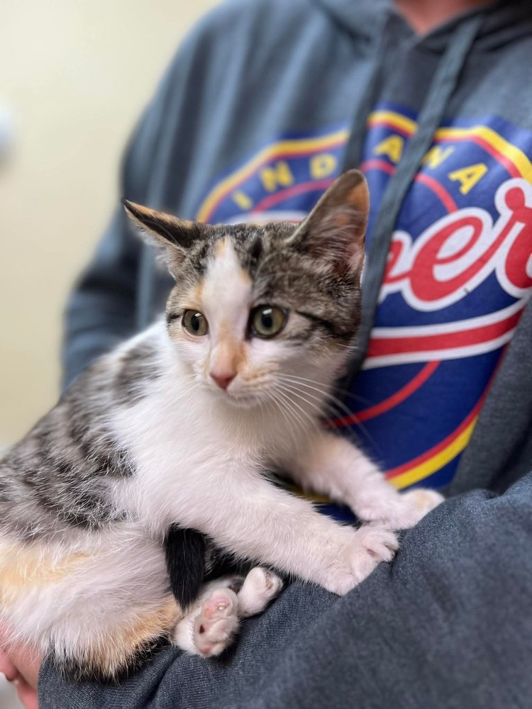 Scooter, an adoptable Domestic Short Hair in Cortez, CO, 81321 | Photo Image 1