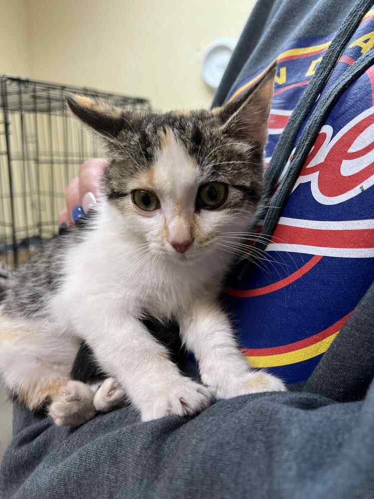 Scooter, an adoptable Domestic Short Hair in Cortez, CO, 81321 | Photo Image 2