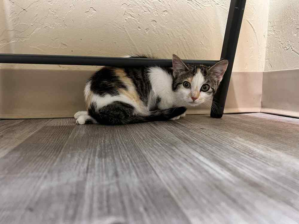 Scooter, an adoptable Domestic Short Hair in Cortez, CO, 81321 | Photo Image 3