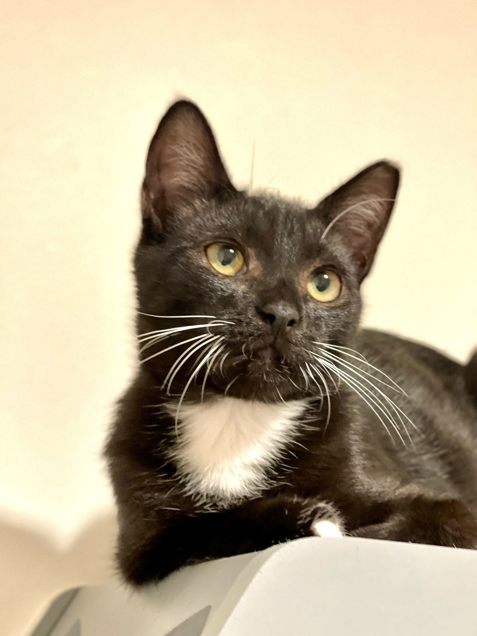 Sprite (bonded with Fresca)