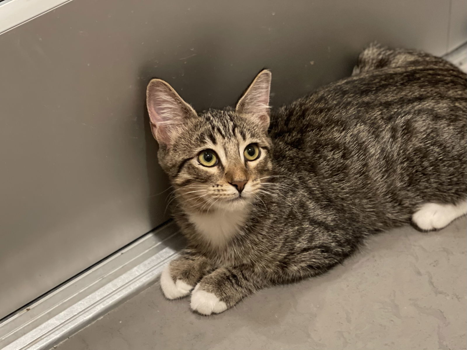 Fresca (bonded with Sprite)