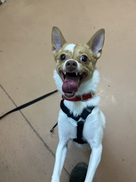 Batty Koda