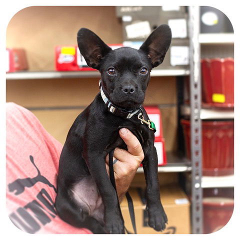 Pebbles Ziggy Marley photo 1