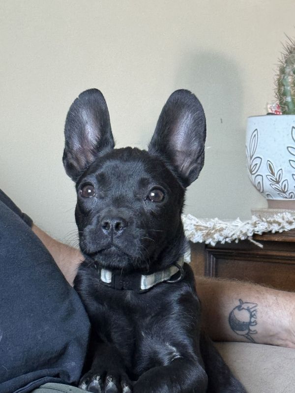 Pebbles Ziggy Marley thumbnail 3