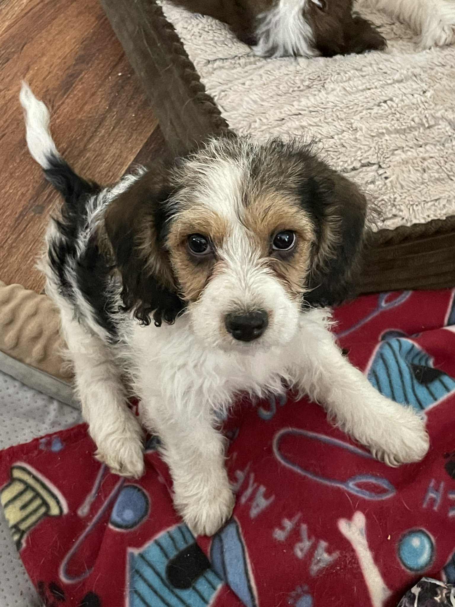Indigo, an adoptable Beagle, Cockapoo in Las Vegas, NV, 89183 | Photo Image 1