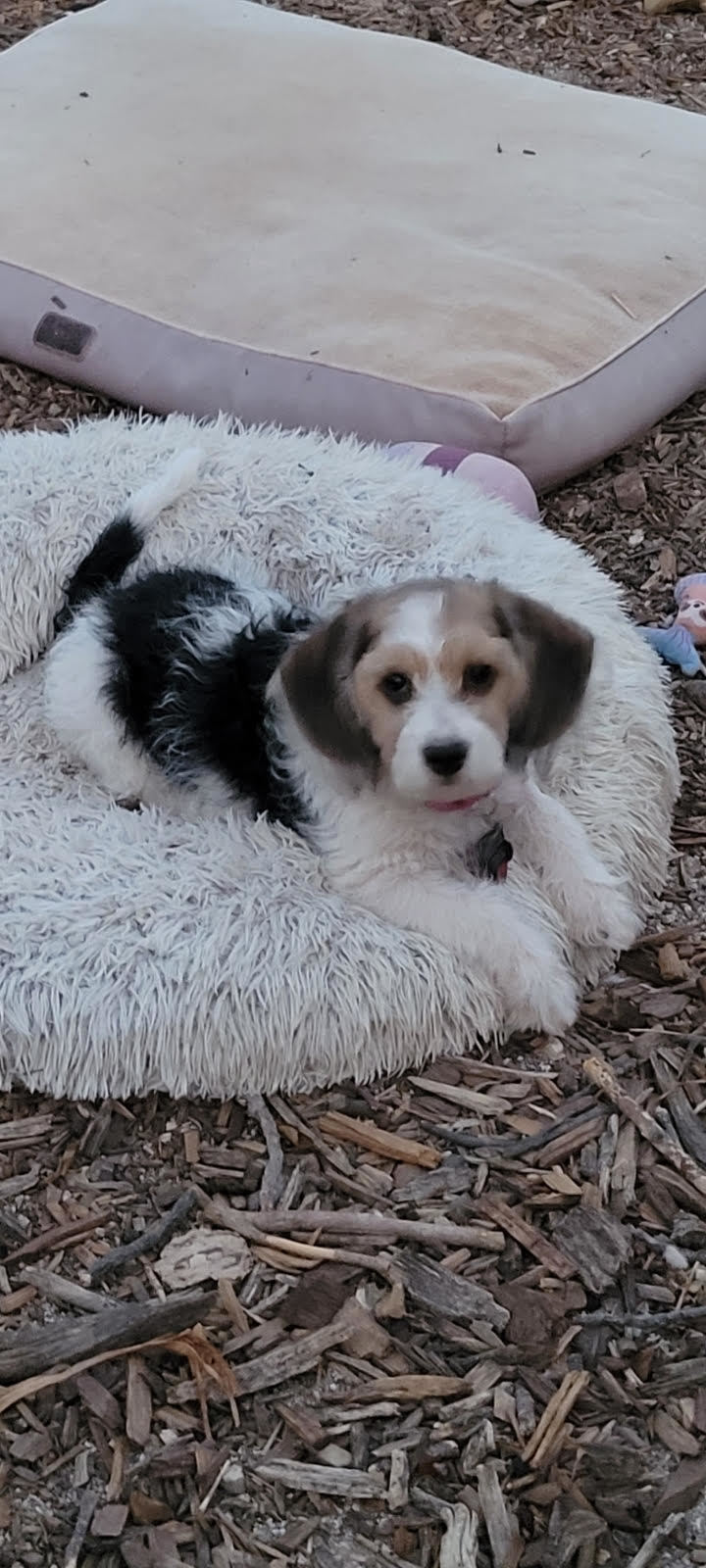 Indigo, an adoptable Beagle, Cockapoo in Las Vegas, NV, 89183 | Photo Image 3