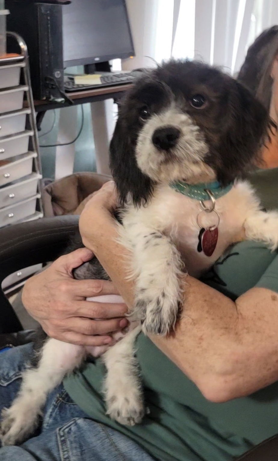 Flurry, an adoptable Beagle, Cockapoo in Las Vegas, NV, 89183 | Photo Image 1