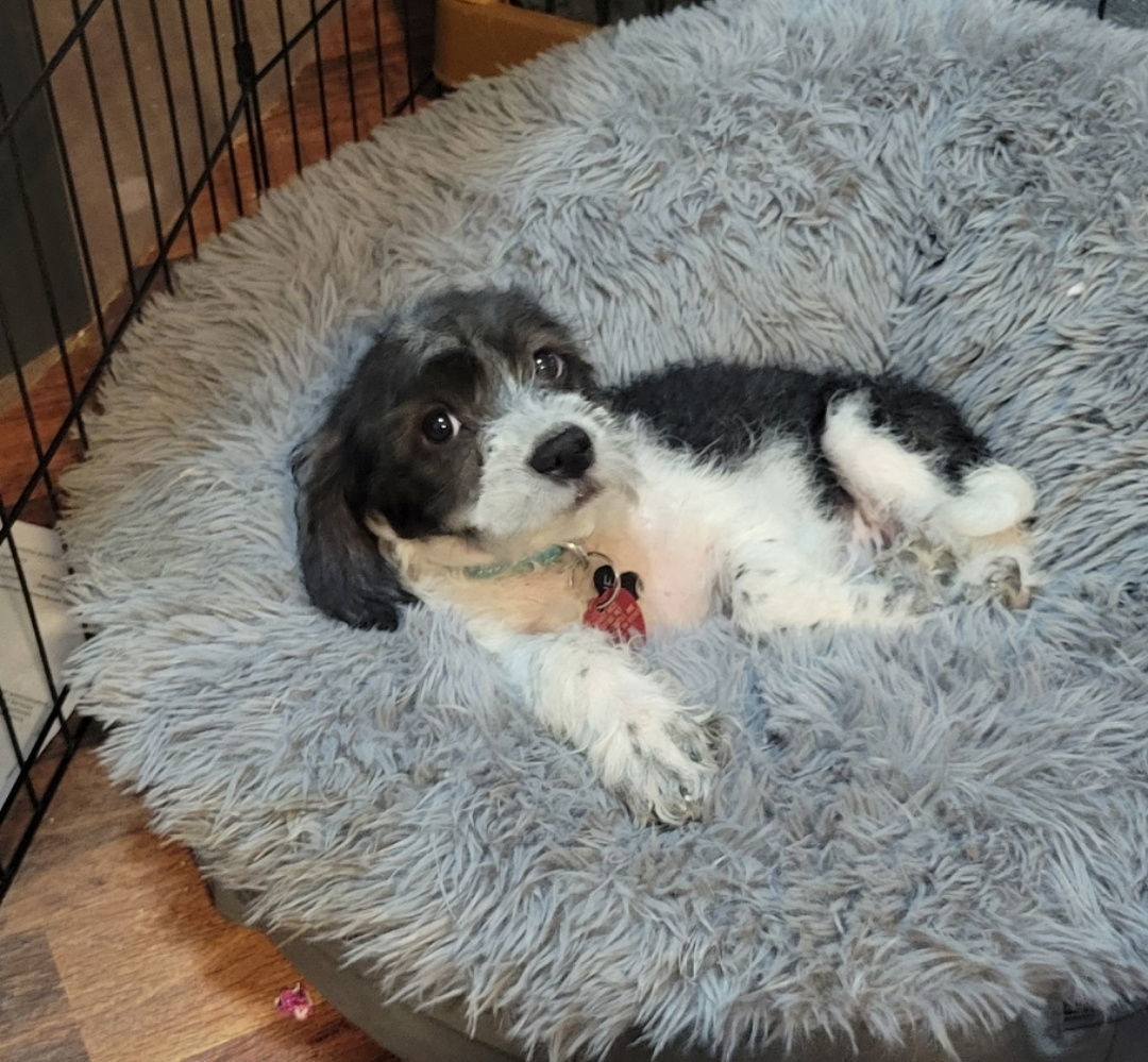 Flurry, an adoptable Beagle, Cockapoo in Las Vegas, NV, 89183 | Photo Image 2