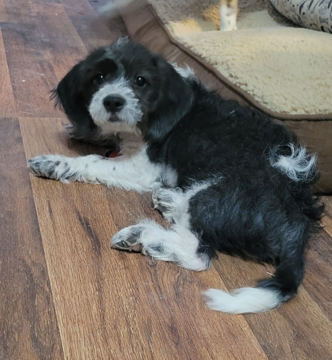 Flurry, an adoptable Beagle, Cockapoo in Las Vegas, NV, 89183 | Photo Image 3