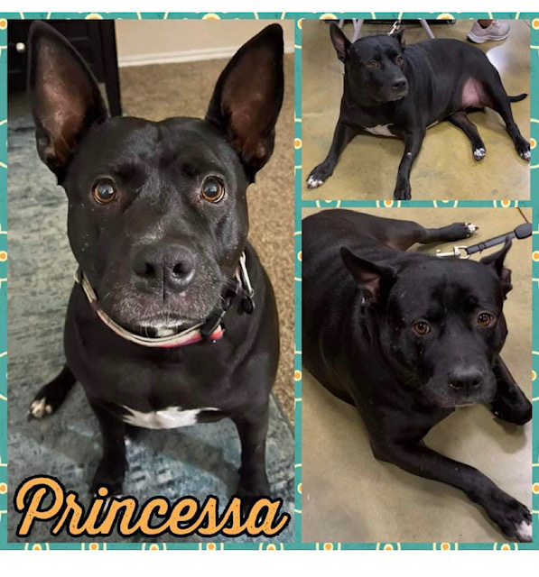 Princessa