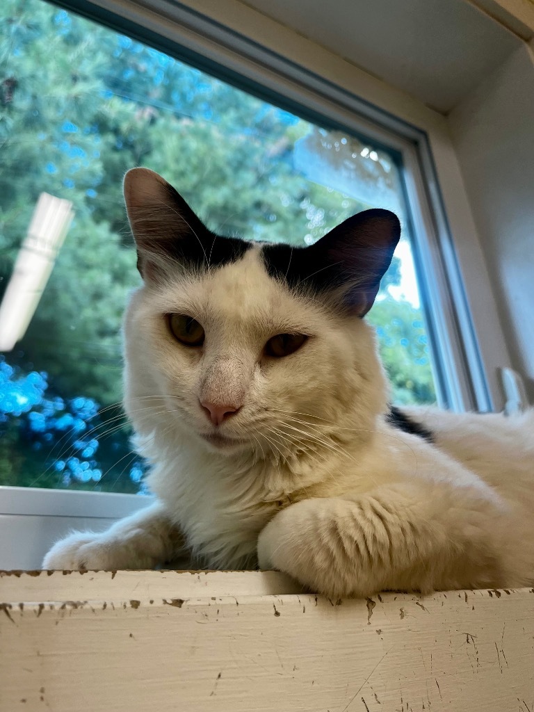 Gino