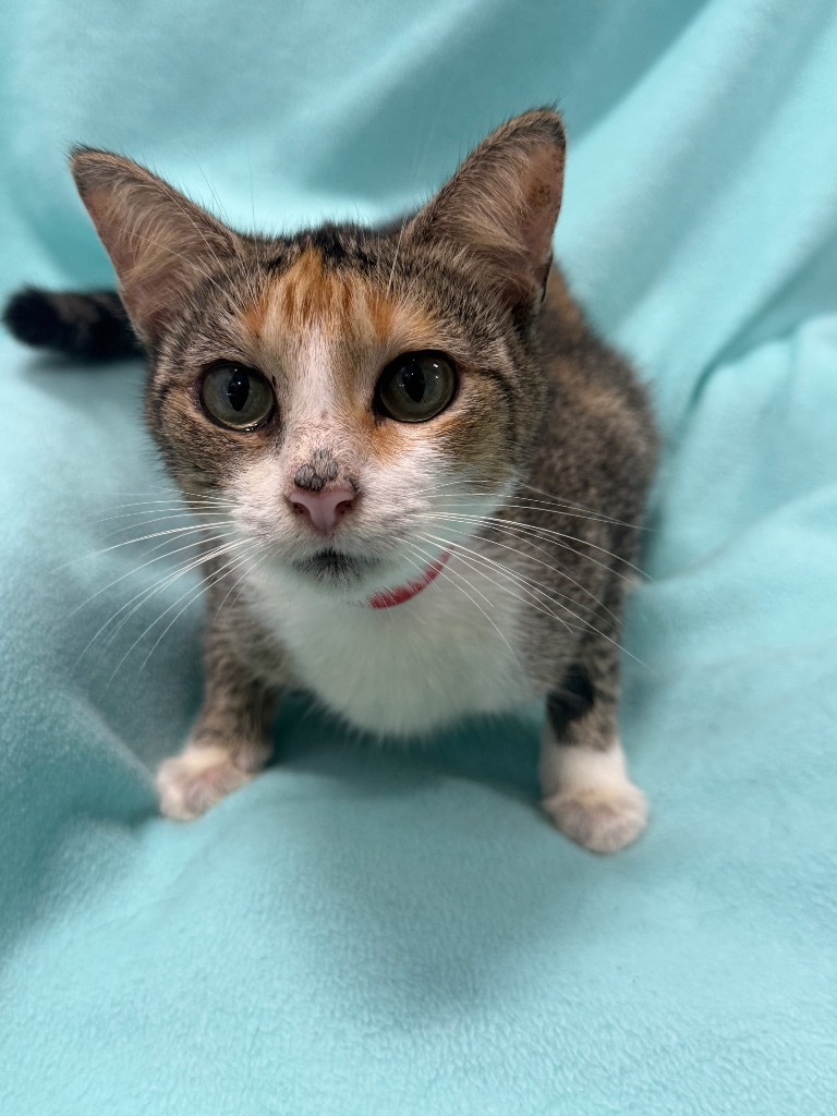 Farrah (MOM) (PA)
