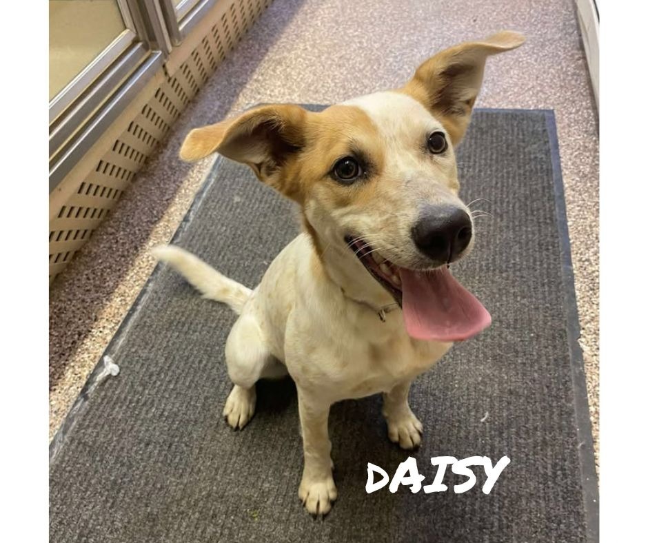 Daisy
