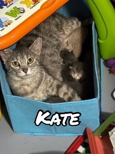 Kate (willow)