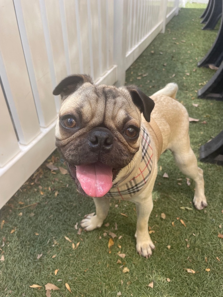 Peter Pugsly