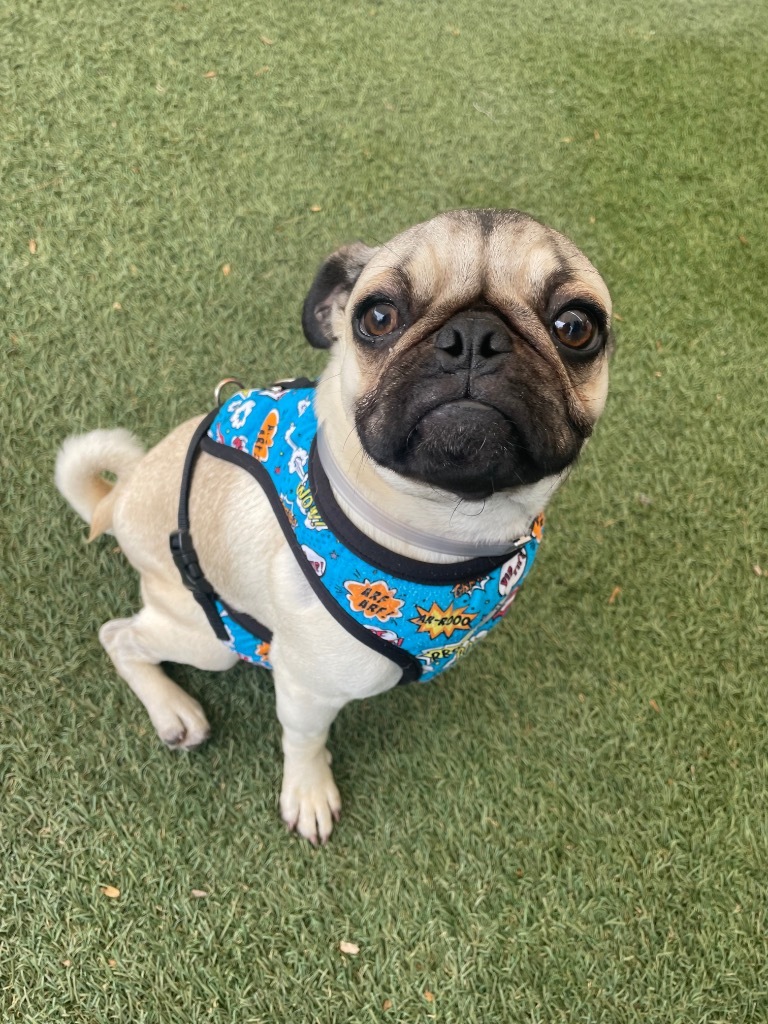 Peter Pugsly