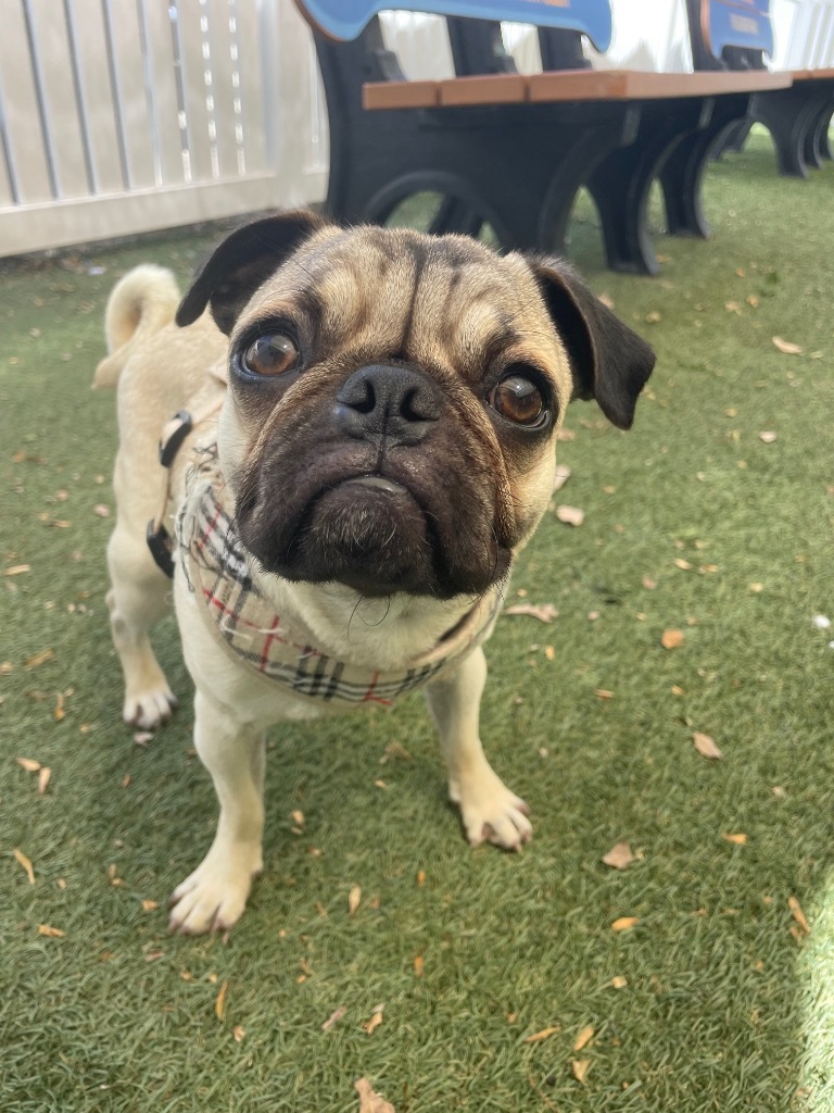 Peter Pugsly