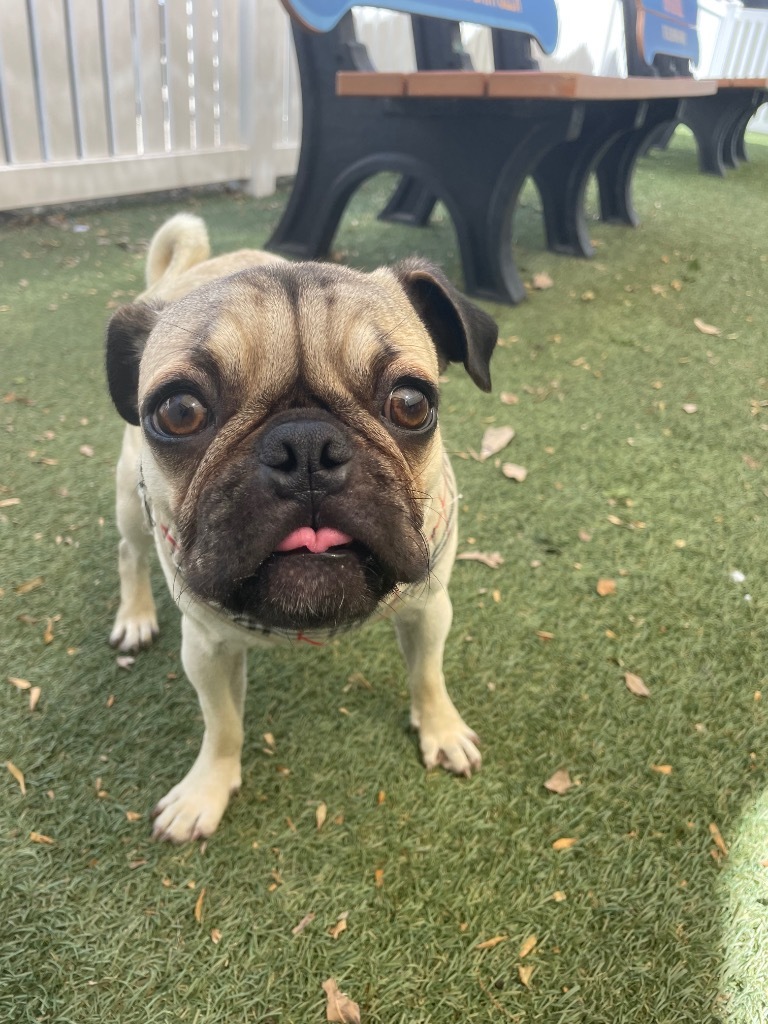 Peter Pugsly