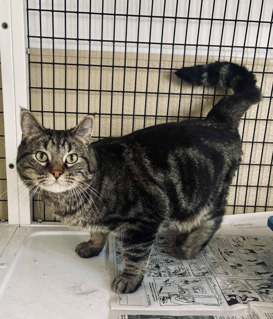 Reno, an adoptable Domestic Short Hair in Green River, WY, 82935 | Photo Image 1