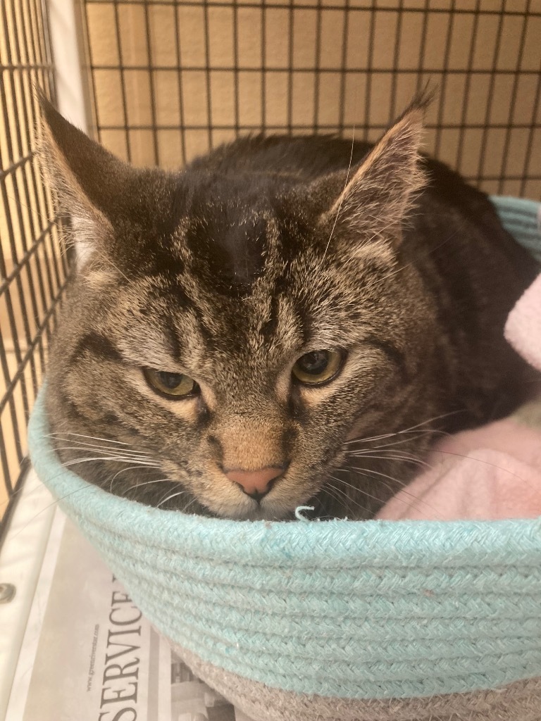 Reno, an adoptable Domestic Short Hair in Green River, WY, 82935 | Photo Image 2