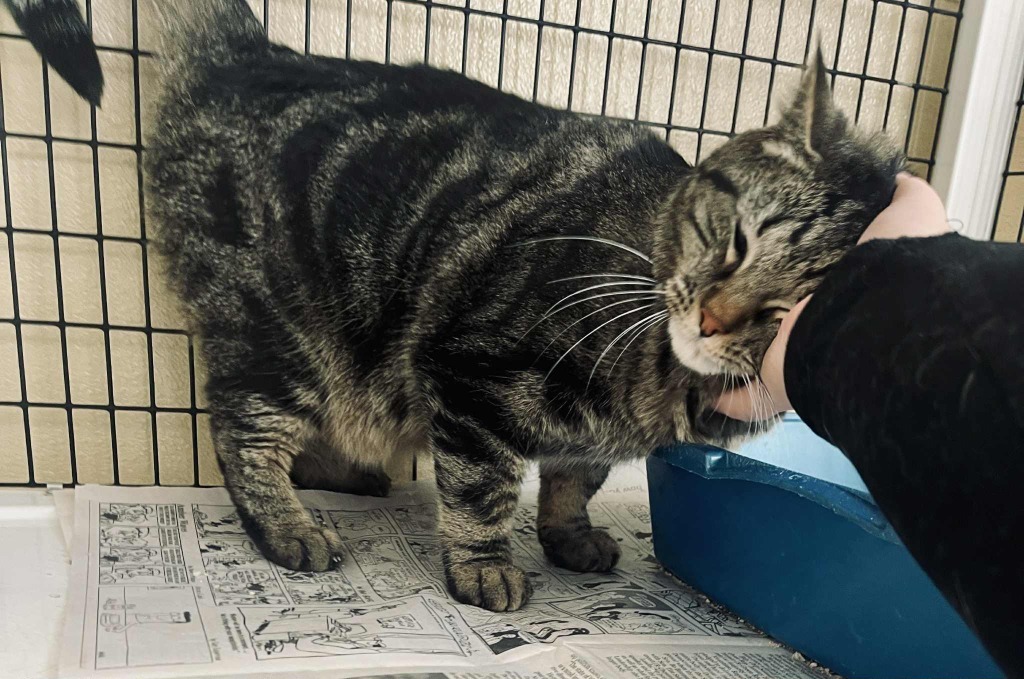 Reno, an adoptable Domestic Short Hair in Green River, WY, 82935 | Photo Image 3