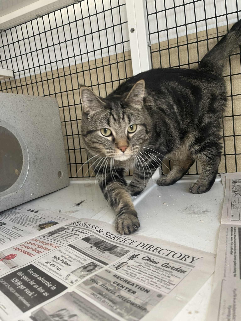 Reno, an adoptable Domestic Short Hair in Green River, WY, 82935 | Photo Image 4