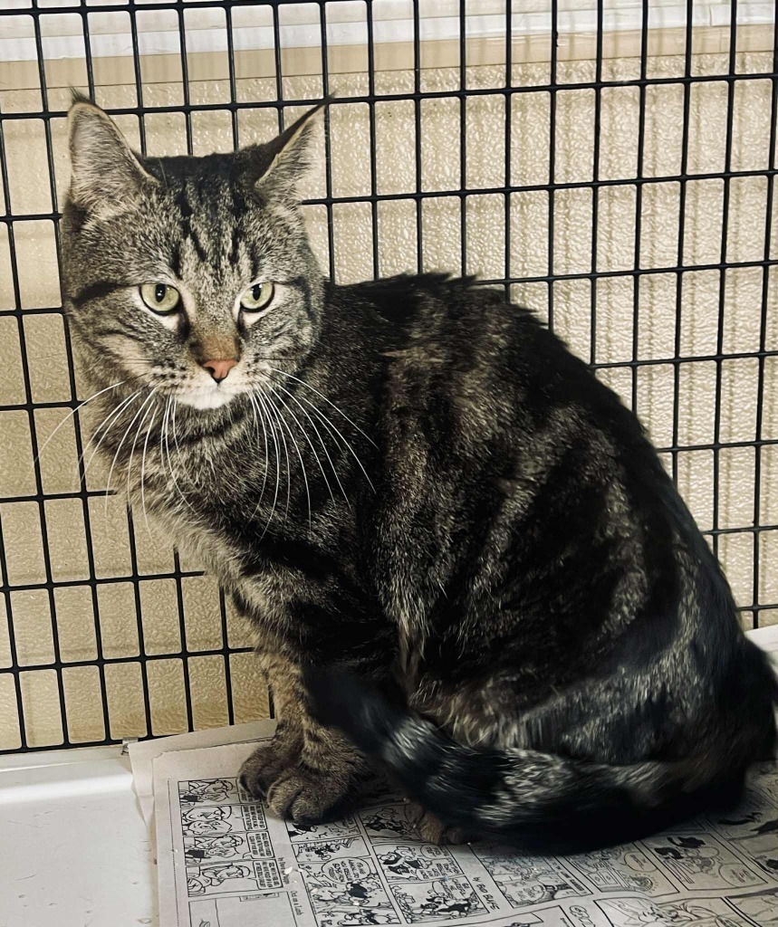 Reno, an adoptable Domestic Short Hair in Green River, WY, 82935 | Photo Image 5