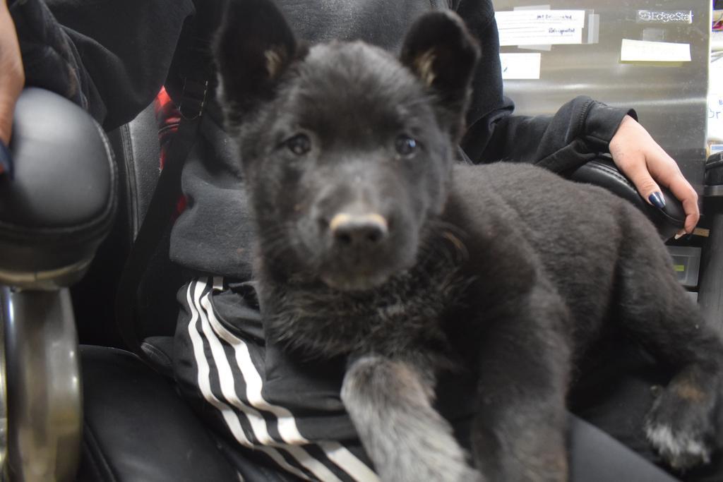 Sadie (Buttercup) (Maxine P4)