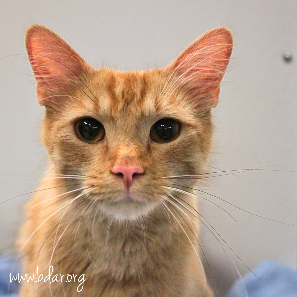 Tangerine, an adoptable Domestic Long Hair in Cheyenne, WY, 82009 | Photo Image 1