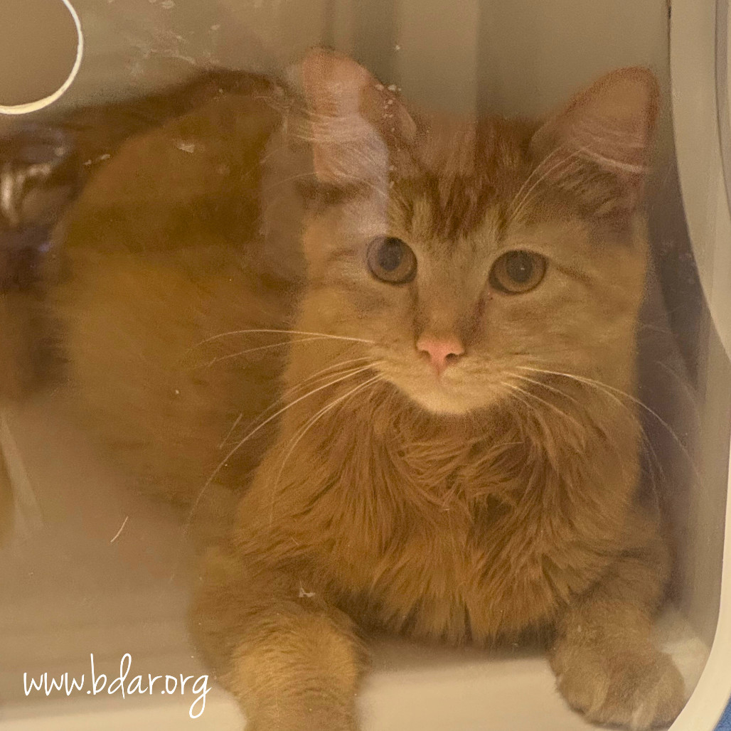 Tangerine, an adoptable Domestic Long Hair in Cheyenne, WY, 82009 | Photo Image 2
