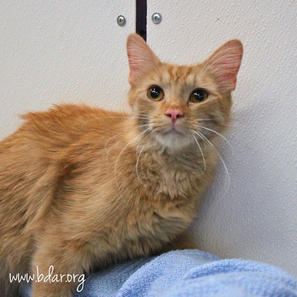 Tangerine, an adoptable Domestic Long Hair in Cheyenne, WY, 82009 | Photo Image 3