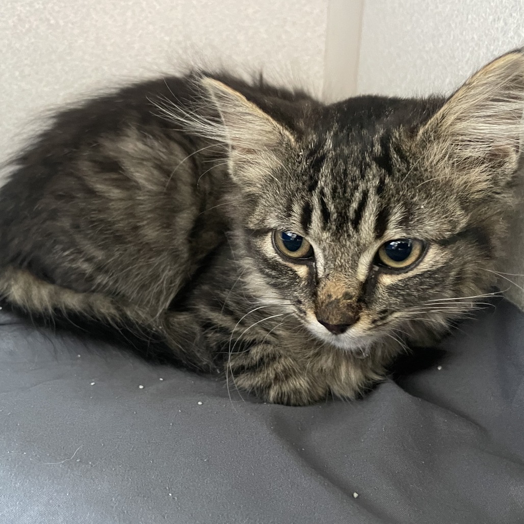 Persephone, an adoptable Domestic Medium Hair in Buffalo, WY, 82834 | Photo Image 1