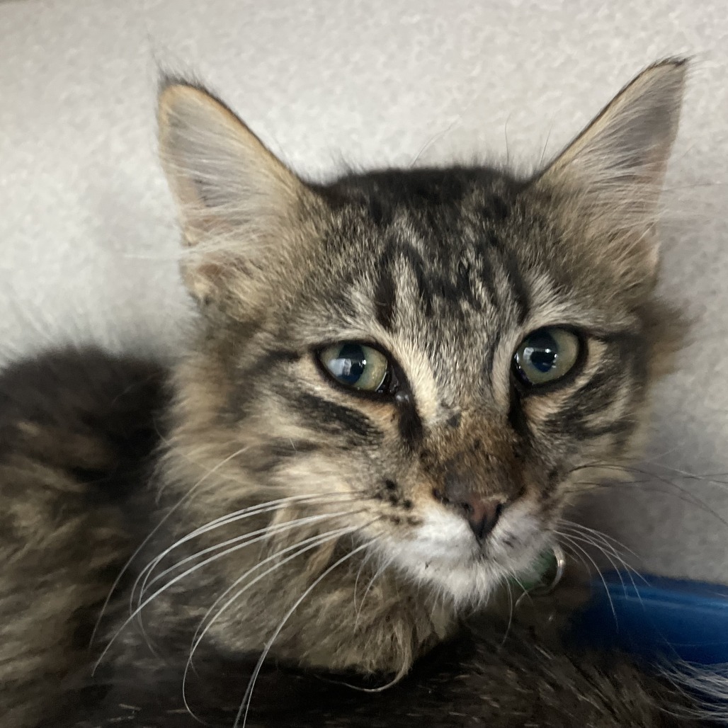 Hades, an adoptable Domestic Medium Hair in Buffalo, WY, 82834 | Photo Image 1