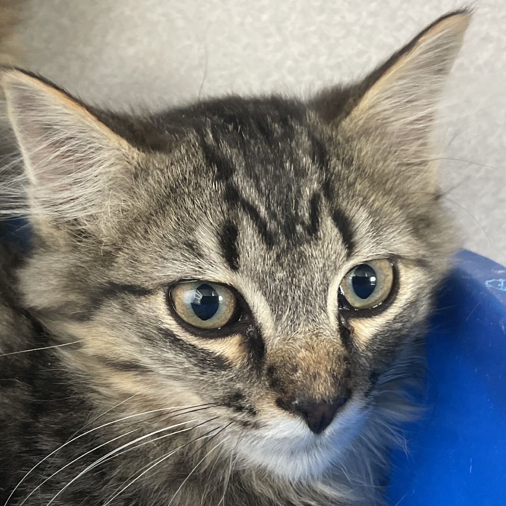 Hercules, an adoptable Domestic Medium Hair in Buffalo, WY, 82834 | Photo Image 1