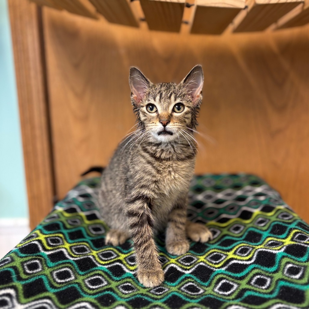 Corbin--In Foster