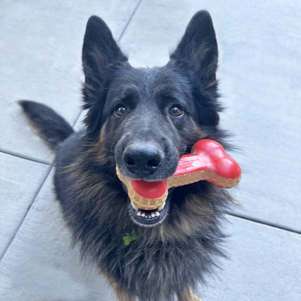 Rocky, an adoptable Mixed Breed in Hailey, ID, 83333 | Photo Image 1