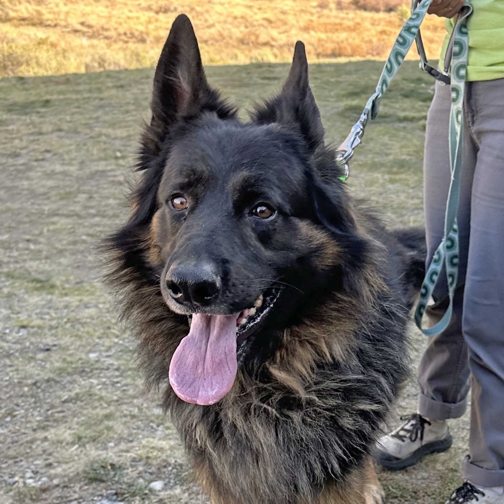 Rocky, an adoptable Mixed Breed in Hailey, ID, 83333 | Photo Image 5