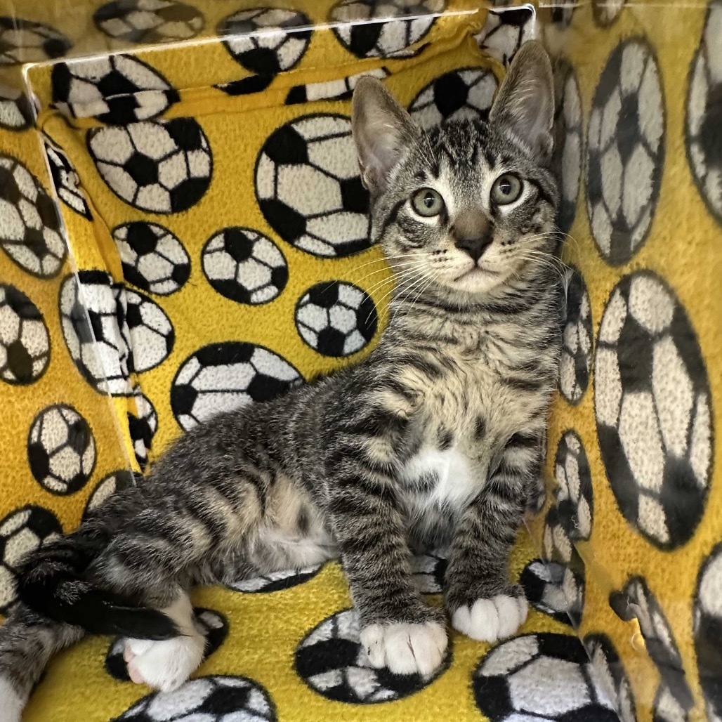 Mickey, an adoptable Domestic Short Hair in Hailey, ID, 83333 | Photo Image 1