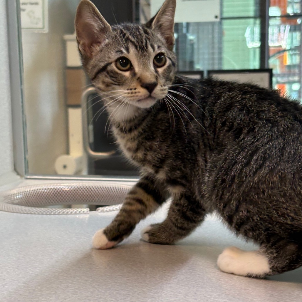 Mickey, an adoptable Domestic Short Hair in Hailey, ID, 83333 | Photo Image 2