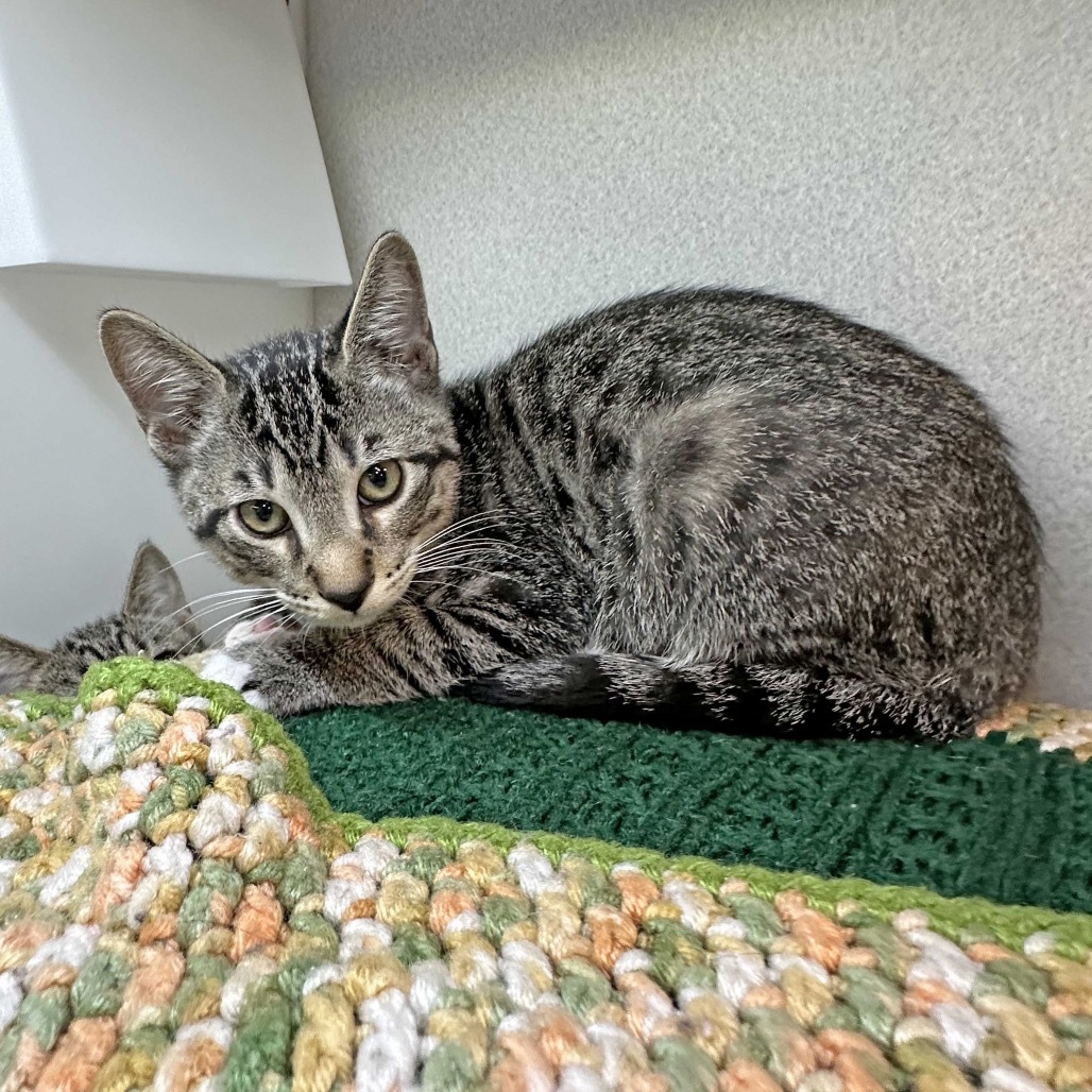Mickey, an adoptable Domestic Short Hair in Hailey, ID, 83333 | Photo Image 3