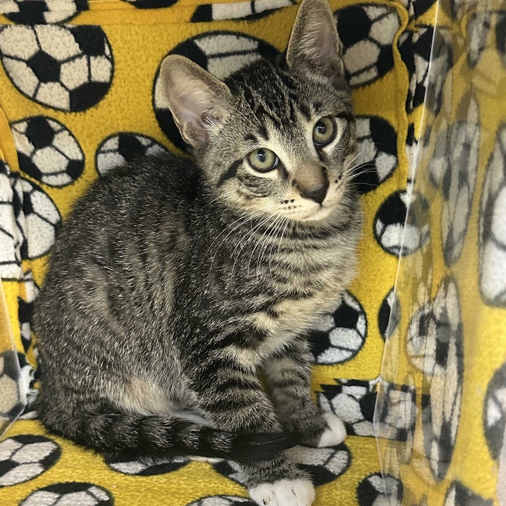 Mickey, an adoptable Domestic Short Hair in Hailey, ID, 83333 | Photo Image 4