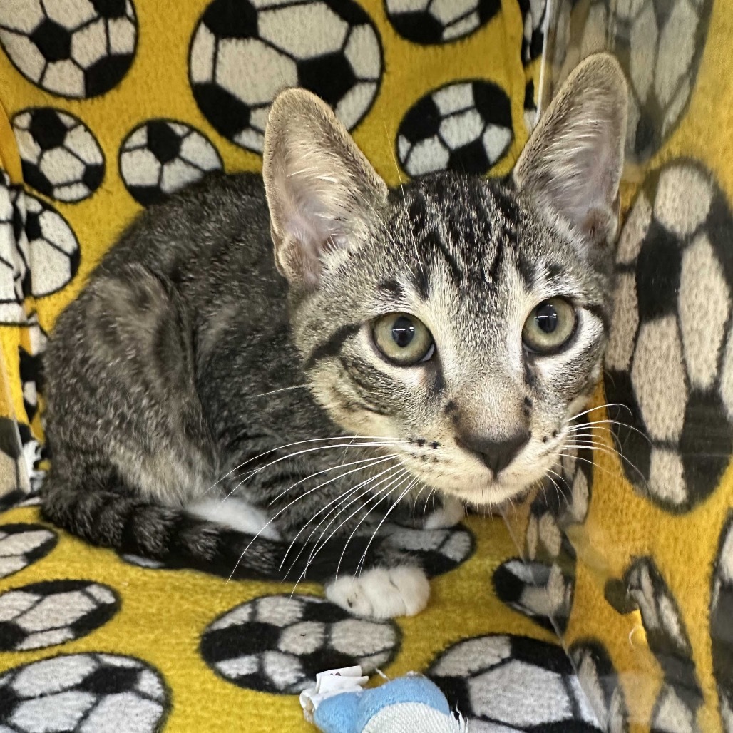 Mickey, an adoptable Domestic Short Hair in Hailey, ID, 83333 | Photo Image 5