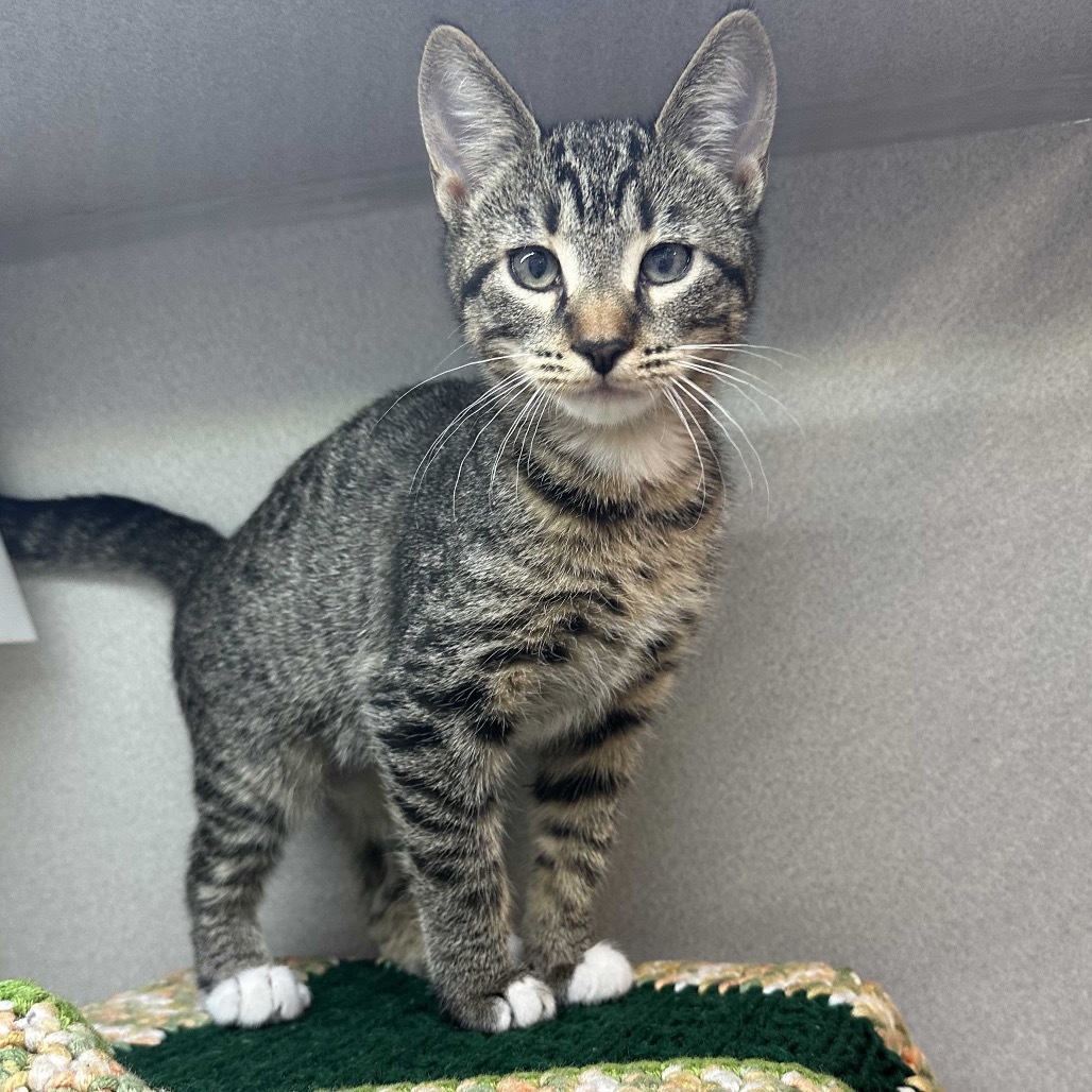 Minnie, an adoptable Domestic Short Hair in Hailey, ID, 83333 | Photo Image 1
