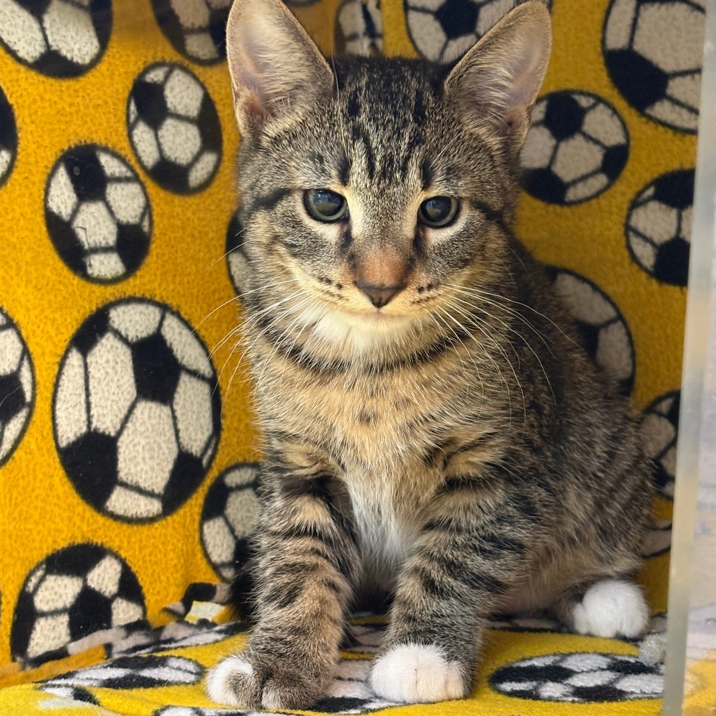 Minnie, an adoptable Domestic Short Hair in Hailey, ID, 83333 | Photo Image 2