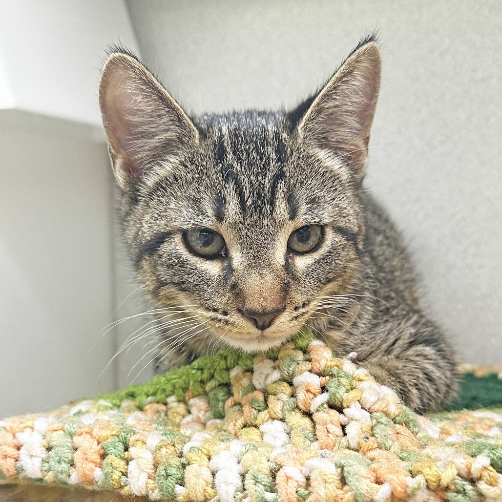 Minnie, an adoptable Domestic Short Hair in Hailey, ID, 83333 | Photo Image 3