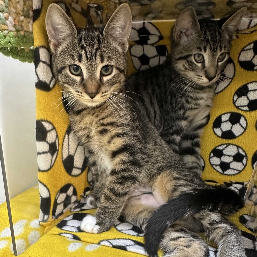 Minnie, an adoptable Domestic Short Hair in Hailey, ID, 83333 | Photo Image 4