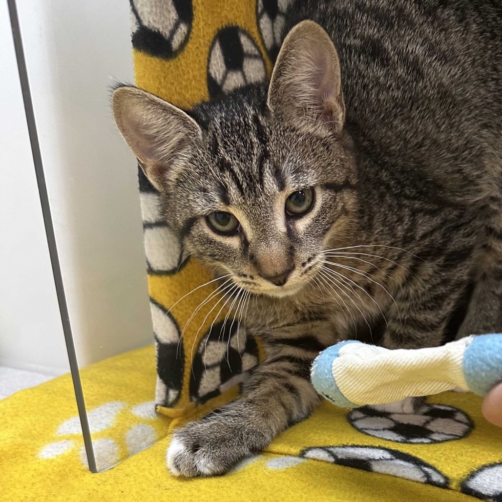 Minnie, an adoptable Domestic Short Hair in Hailey, ID, 83333 | Photo Image 5