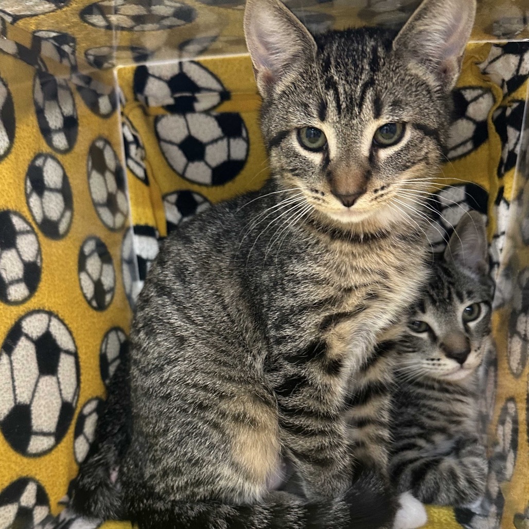 Minnie, an adoptable Domestic Short Hair in Hailey, ID, 83333 | Photo Image 6