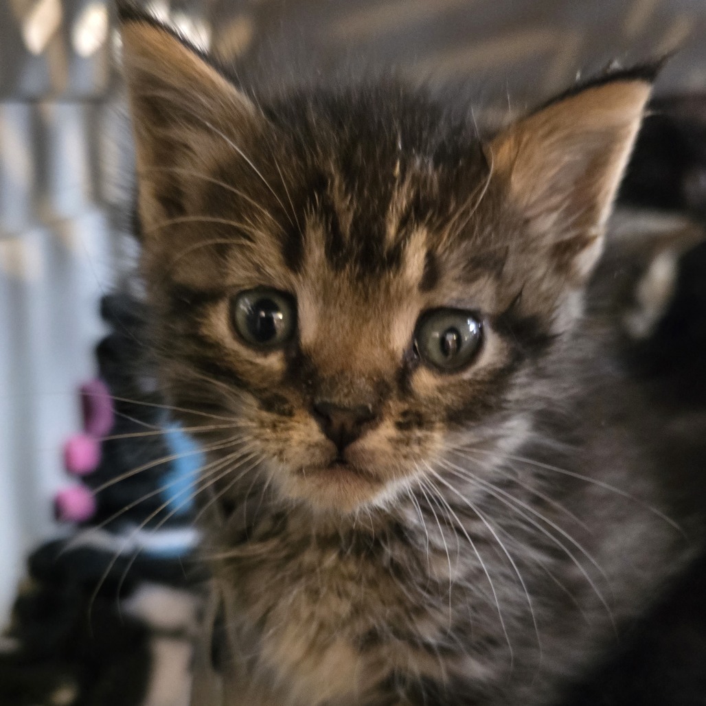 Pixel